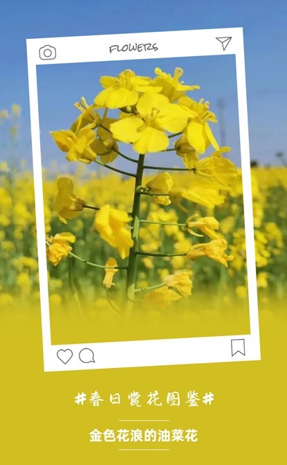 芙蓉镇双世度假区「春日赏花图鉴」请查收！