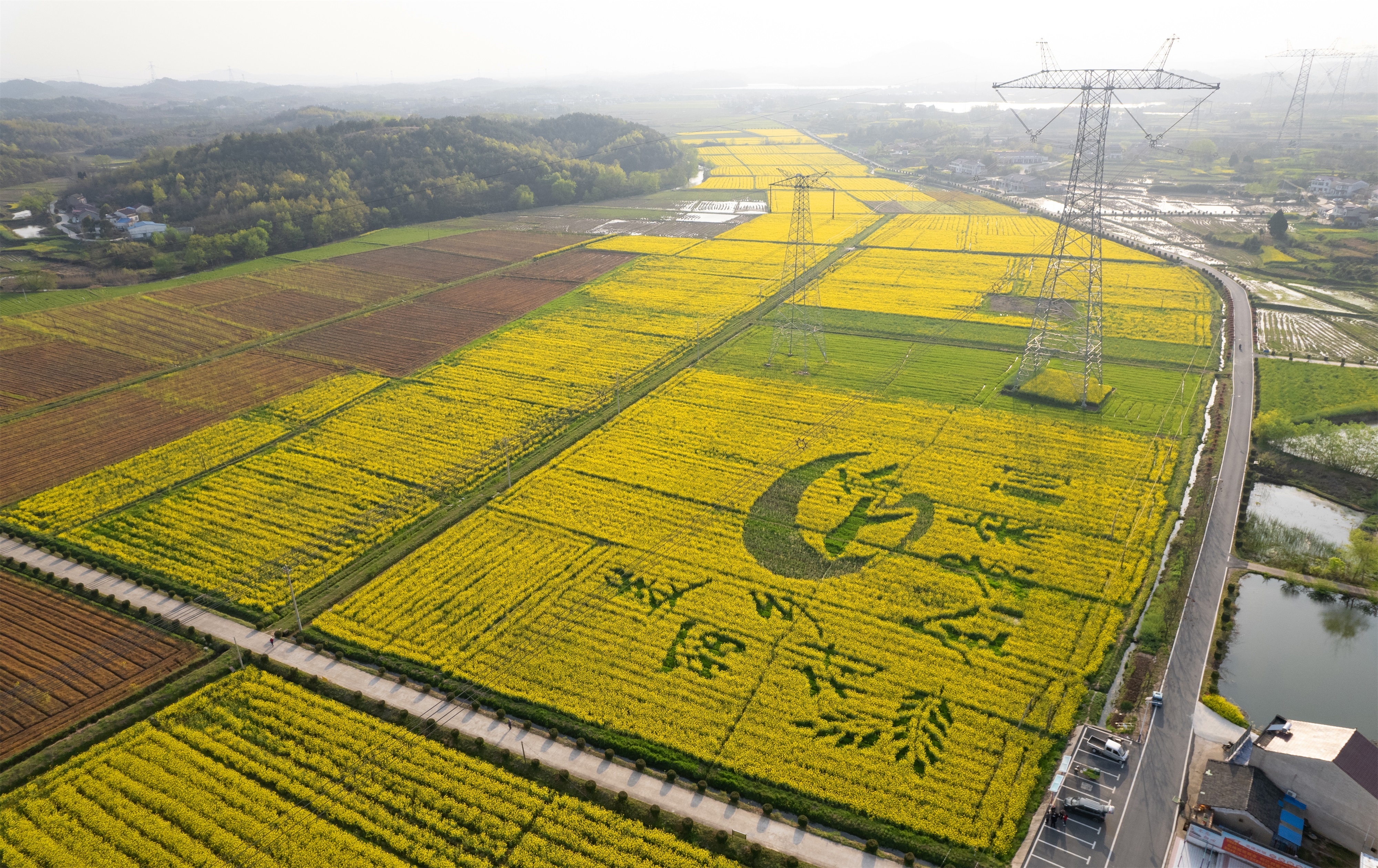 安徽舒城县棠树乡万亩花海美乡村高效融合助振兴