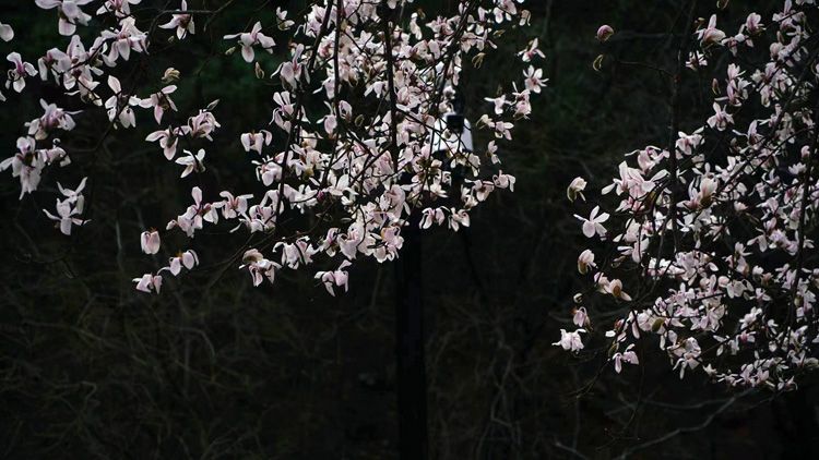 潭柘寺“二乔玉兰”娇艳绽放