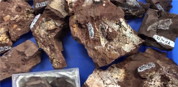 神奇！中国发现4亿多年前古鱼化石：像极了表情包_凤凰网