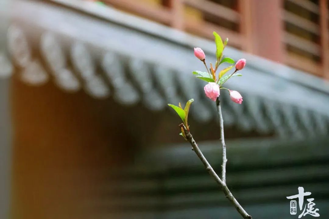 15个寺院的绝美春景，带您走进人间四月天