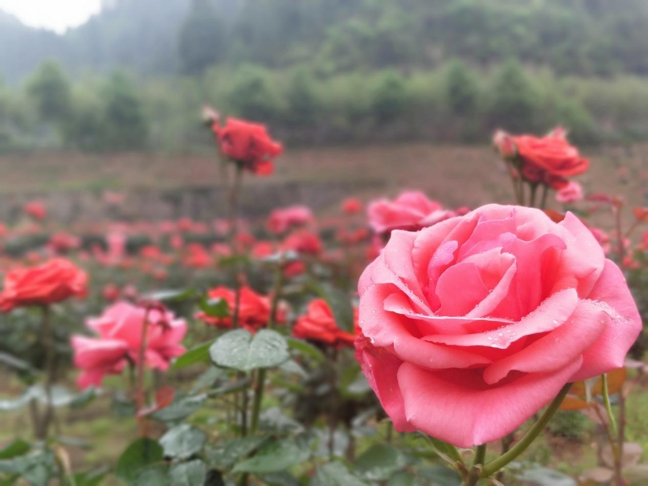 芙蓉镇双世度假区「春日赏花图鉴」请查收！