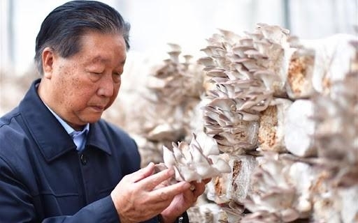 一年割8次、种一次能长15年!巨菌草真的能发家致富吗?