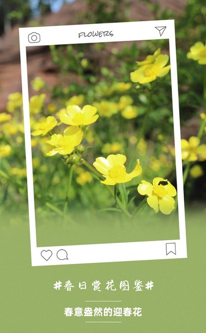 芙蓉镇双世度假区「春日赏花图鉴」请查收！