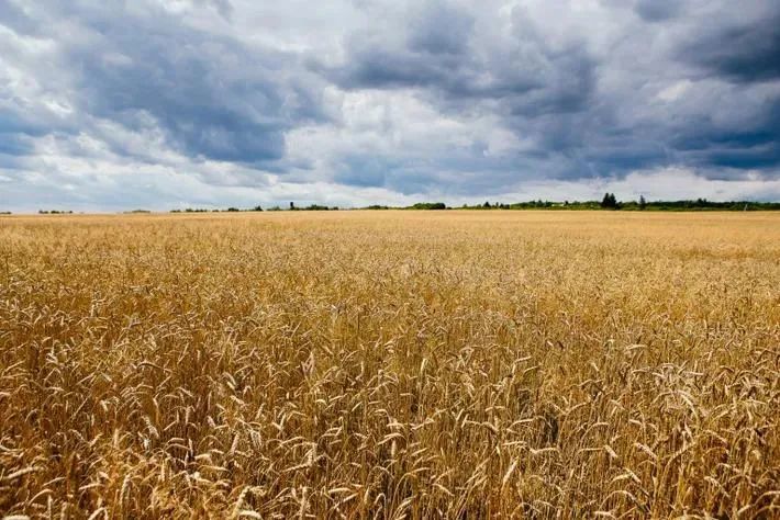 小麦生长在乌克兰西部扎卡尔帕蒂亚地区乌日霍罗德附近的一块土地上