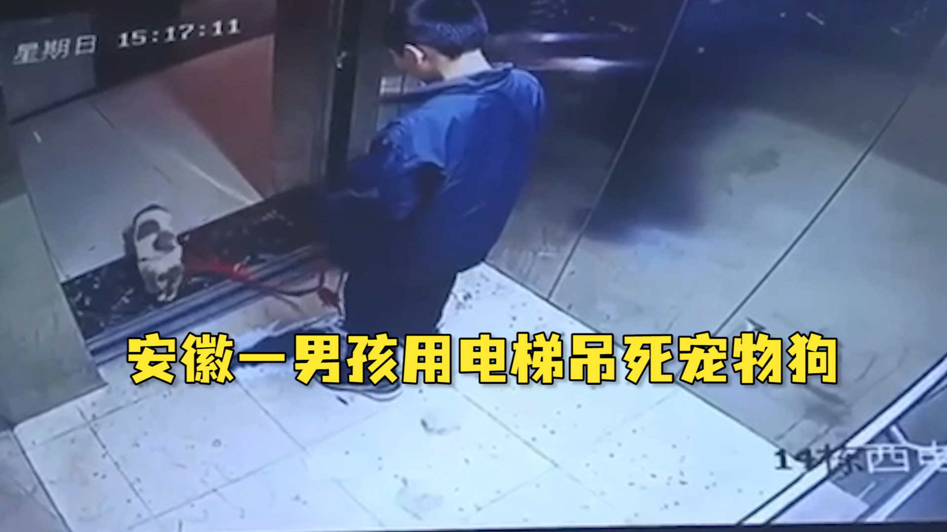安徽一男孩用电梯吊死宠物狗，物业：偷的防疫志愿者家小狗，警方已介入