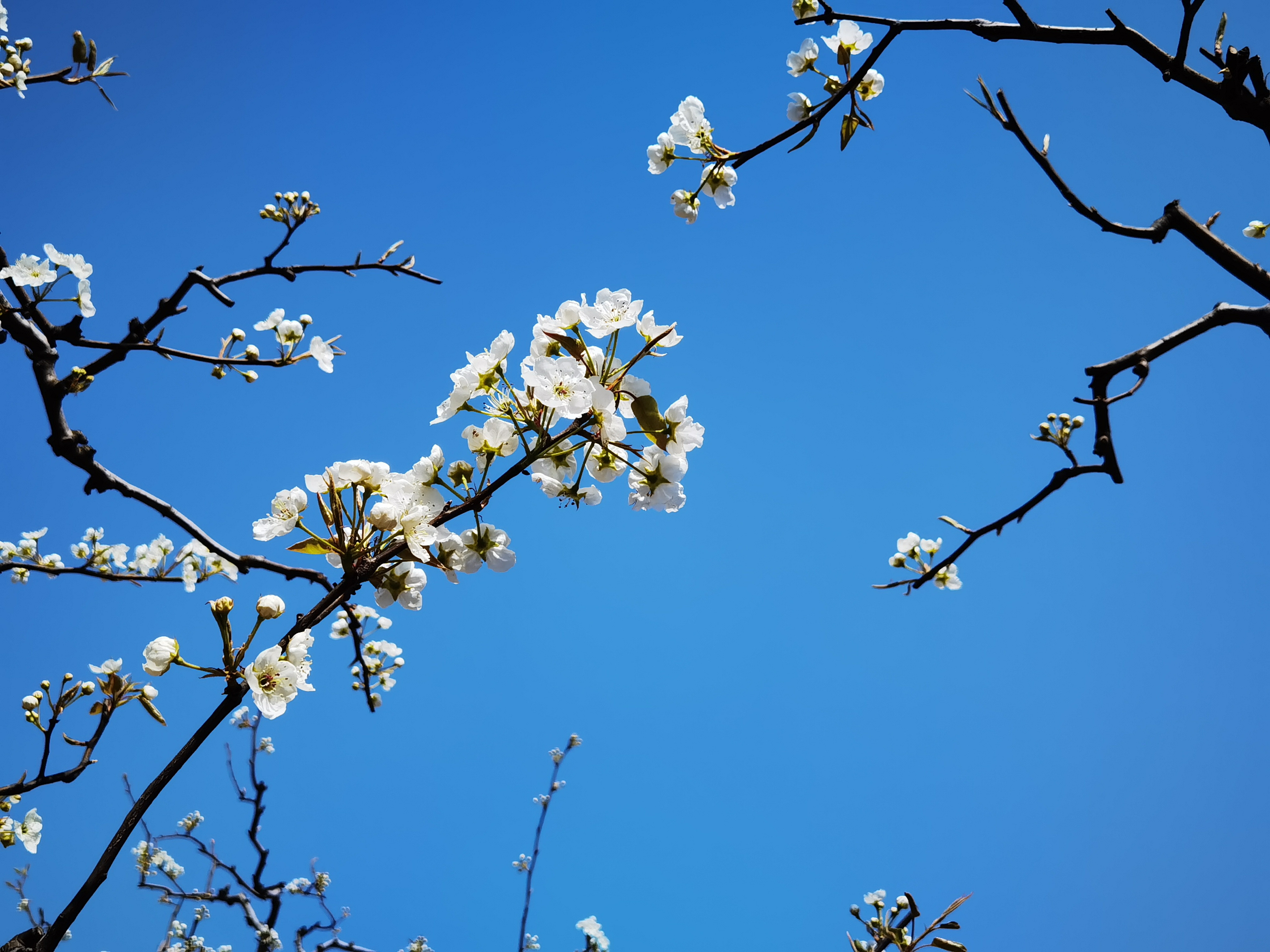 宁陵第十九届梨花节开启“云赏花”模式