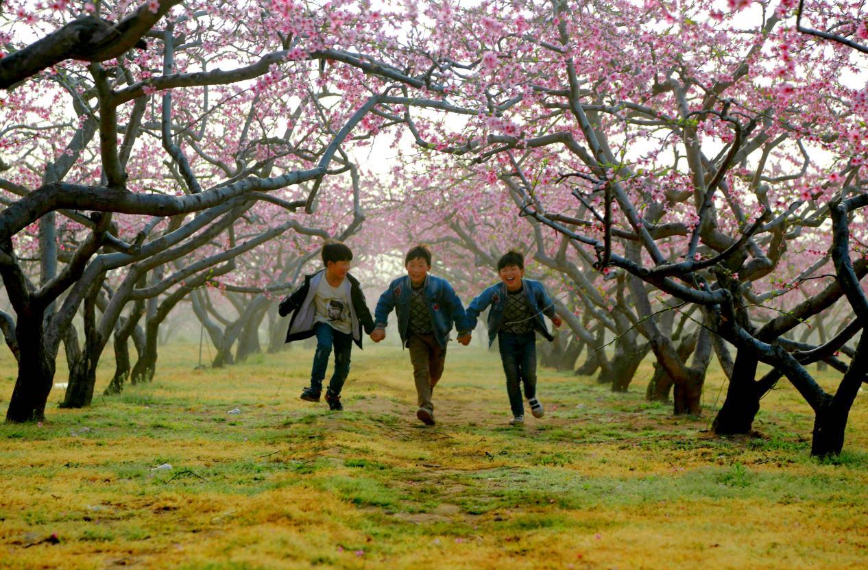 河南宁陵：在那桃花盛开的地方