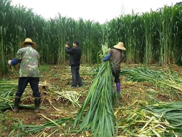 一年割8次、种一次能长15年!巨菌草真的能发家致富吗?