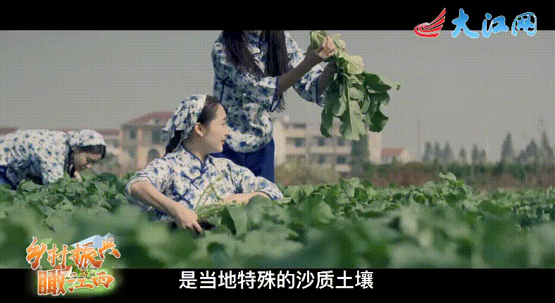 △三江当地的沙质土壤很特别 / 大江网