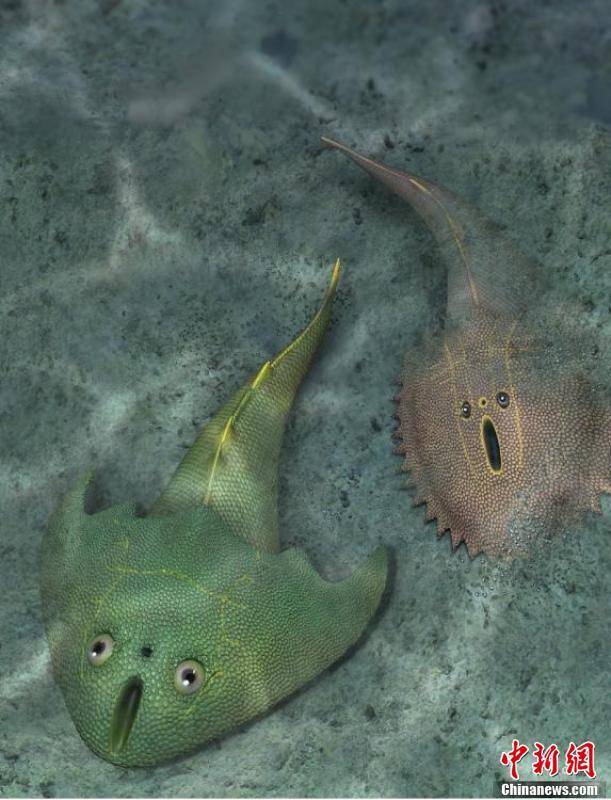 俊卿清水鱼（左）和刺猬安吉鱼（右）生态复原图。 杨定华 绘制