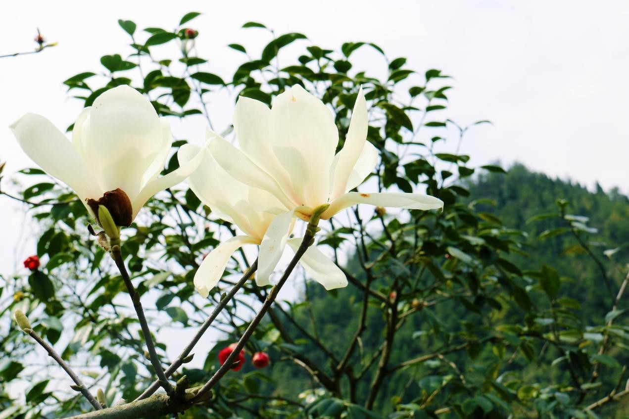 芙蓉镇双世度假区「春日赏花图鉴」请查收！
