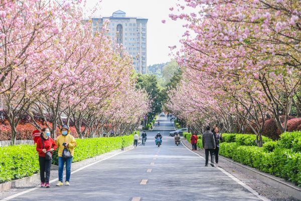 武汉有条双层樱花路花期超长续航一个月