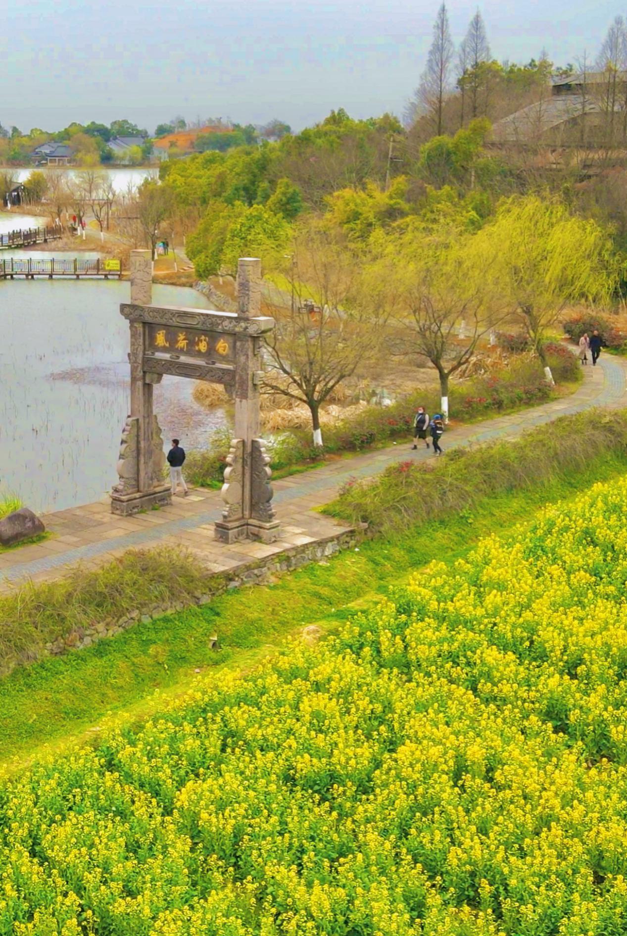 池州市杏花村文化旅遊區裡,景觀道兩旁的油菜花正在綻放,賞花踏青的