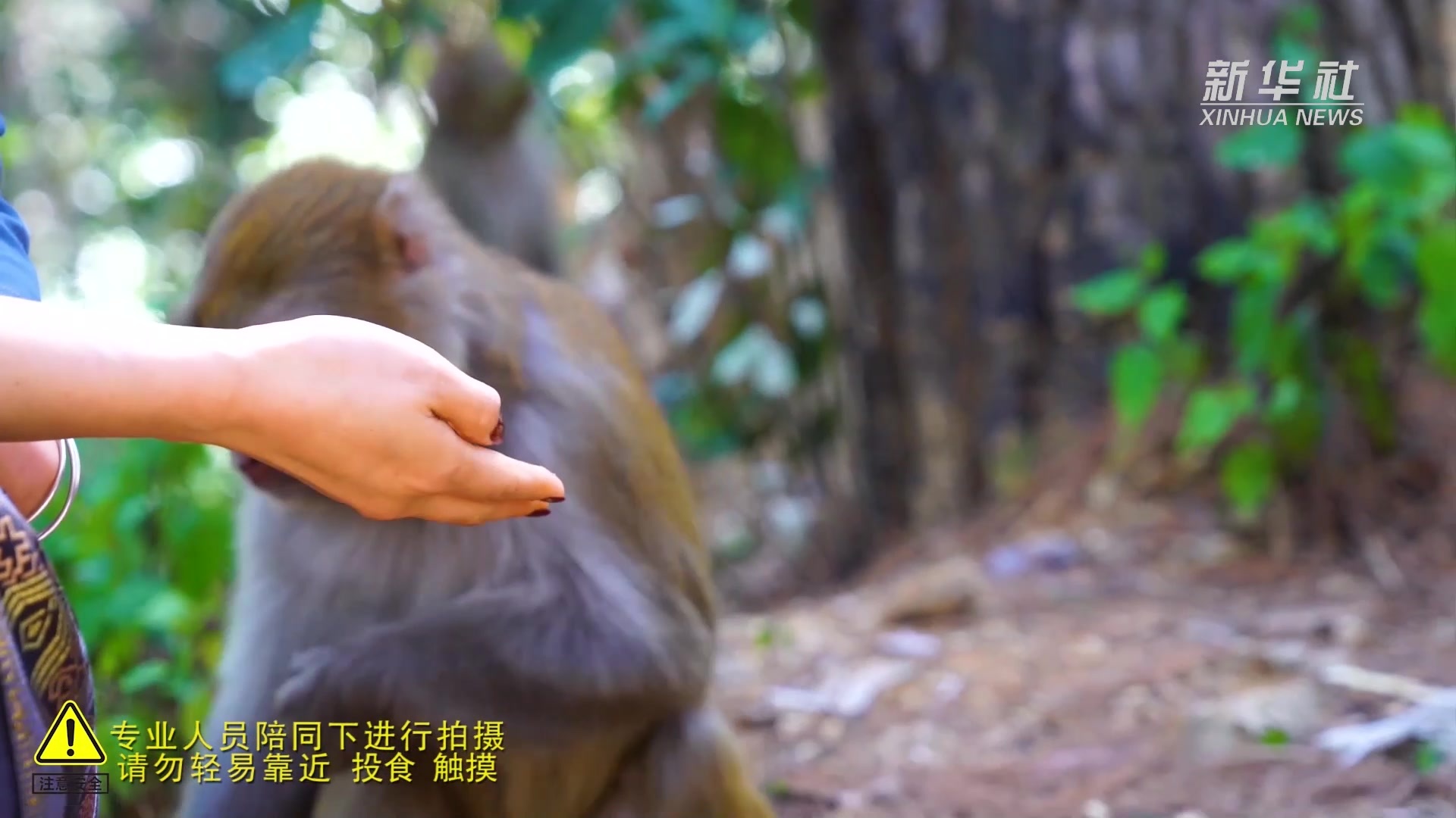 千城胜景|云南永仁:青山绿水间 人猴两相宜_凤凰网视频_凤凰网