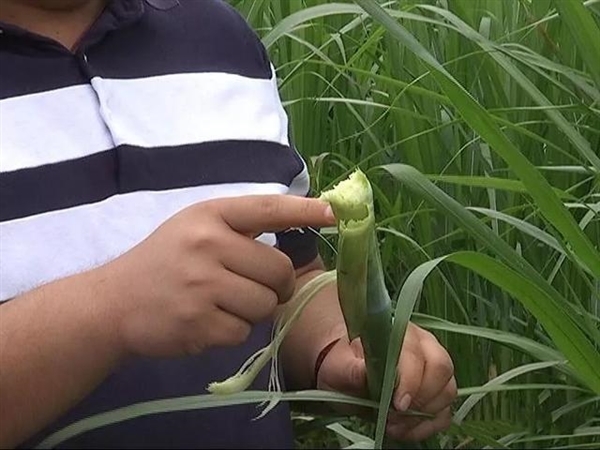 一年割8次、种一次能长15年!巨菌草真的能发家致富吗?