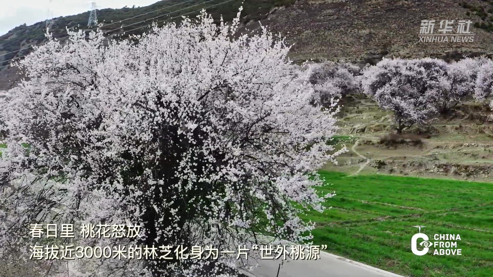 瞰中国·春回大地丨西藏林芝：高原春至“桃”人欢喜