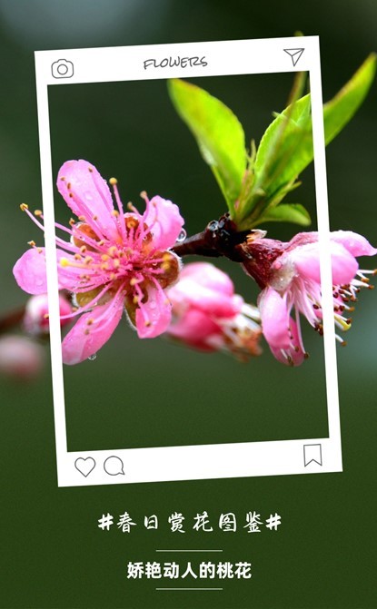 芙蓉镇双世度假区「春日赏花图鉴」请查收！