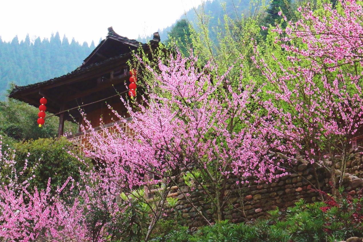 芙蓉镇双世度假区「春日赏花图鉴」请查收！