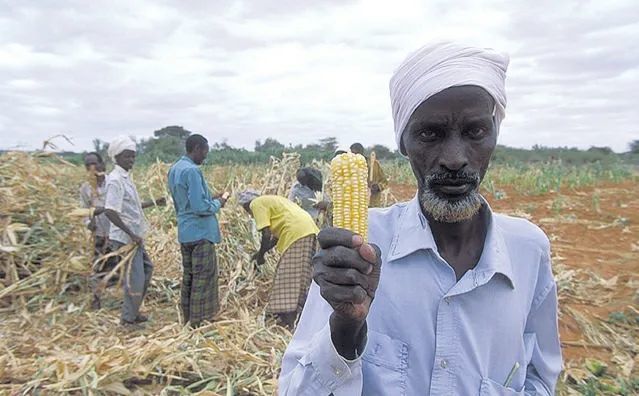 一名工人在非洲农场收割时举起玉米穗