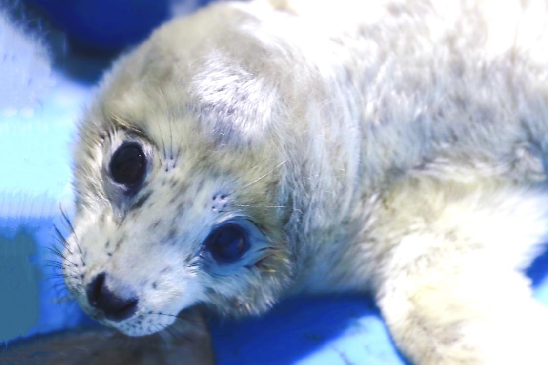 67青岛极地海洋公园新生两头斑海豹4月将与游客见面