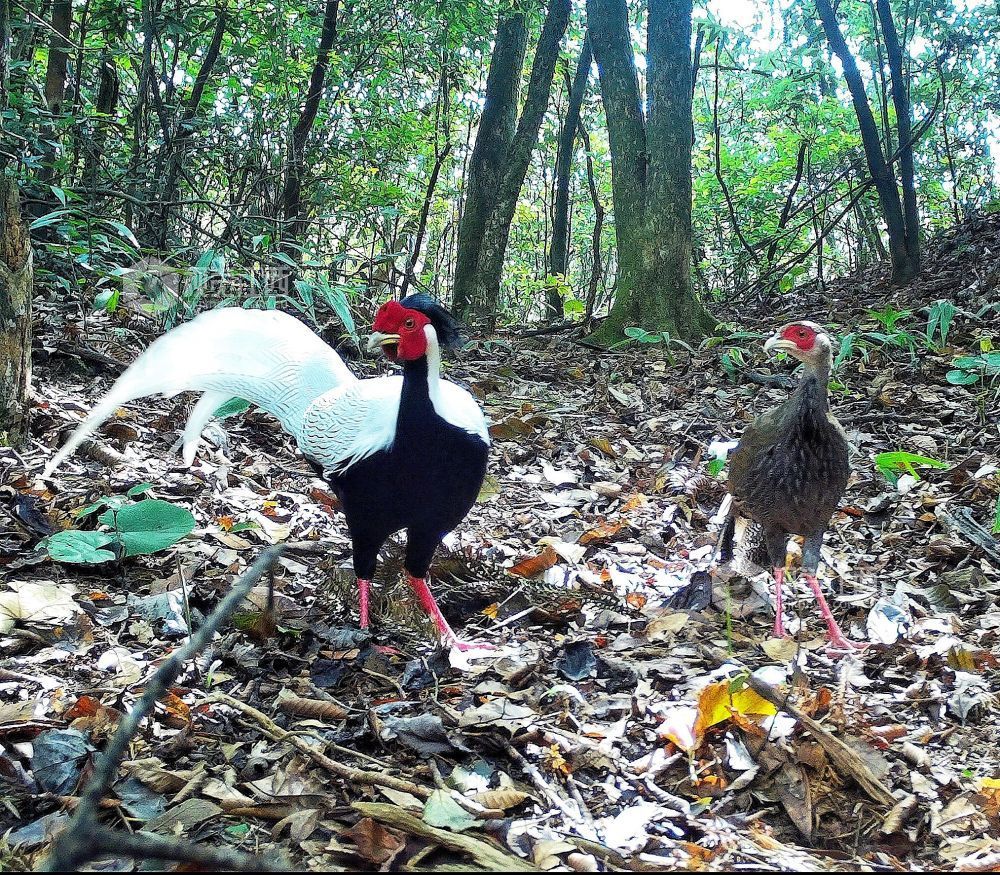 分宜:多種鳥類齊聚大崗山鳳凰網江西_鳳凰網