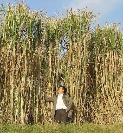 一年割8次、种一次能长15年!巨菌草真的能发家致富吗?
