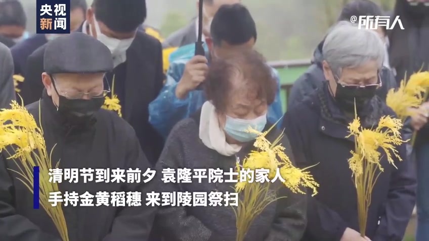 手持金黄稻穗，袁隆平夫人邓哲与后辈共同缅怀袁隆平