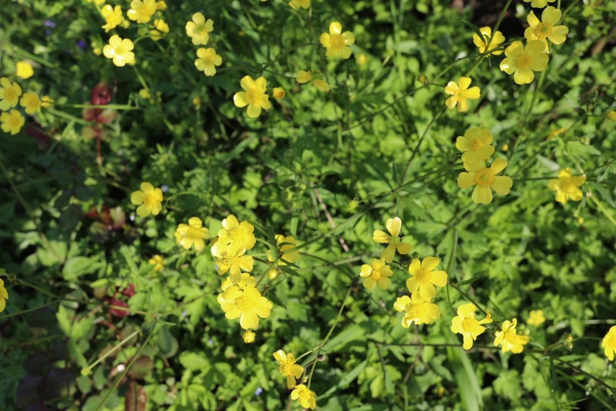 芙蓉镇双世度假区「春日赏花图鉴」请查收！