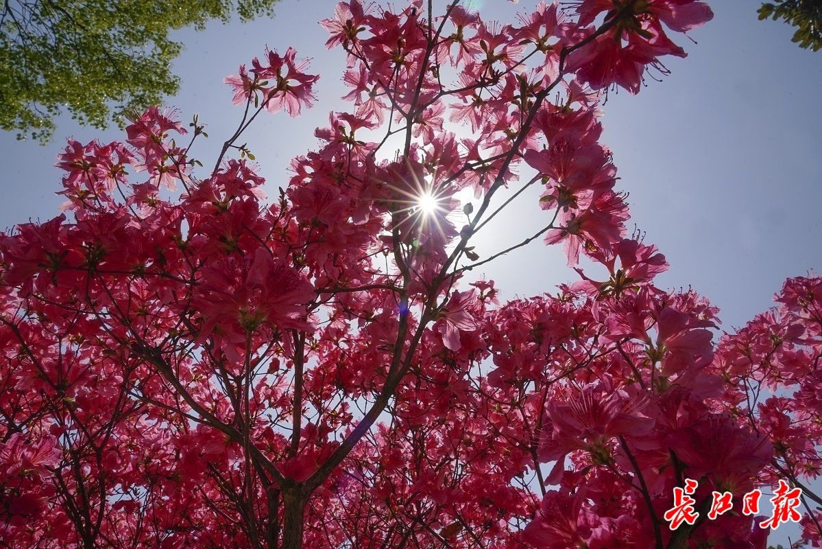 武漢龜山：擁抱人間四月天 杜鵑花兒紅艷艷（圖片）(圖6)