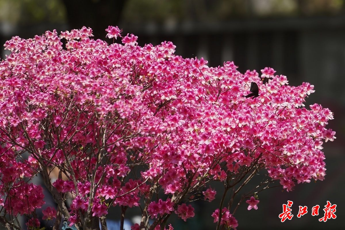 武漢龜山：擁抱人間四月天 杜鵑花兒紅艷艷（圖片）(圖2)