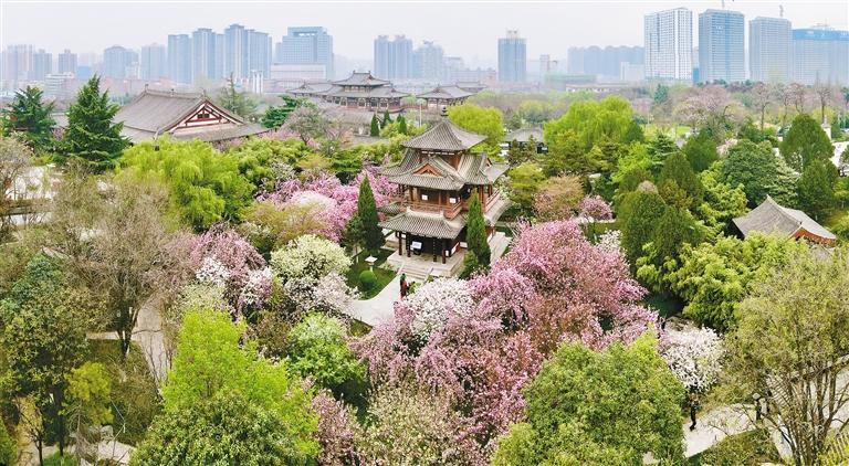 青龙寺樱花绽放，景色秀美。 （记者 王旭东 摄）