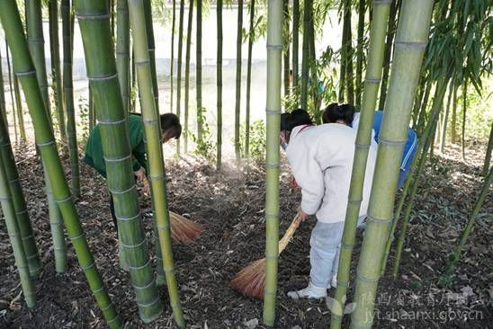 宝鸡市高家村中学开展清明节植绿护绿义务劳动