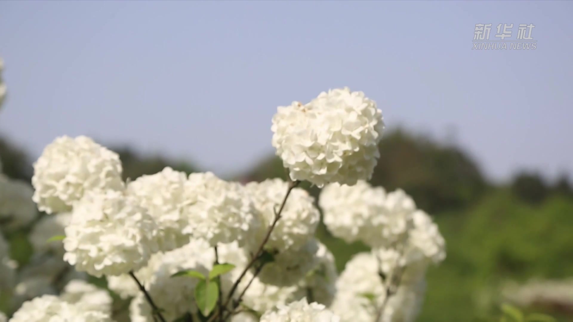 泸州琼花基地图片