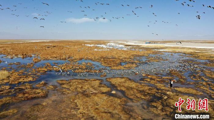 图为苏干湖湿地成为“鸟类乐园”。