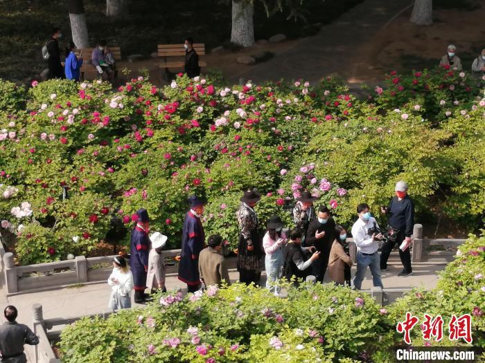 洛阳牡丹盛开吸引游客赏花。　王城公园供图