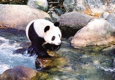 陕西回应大熊猫“小丫”去世：曾在秦岭四宝公园生活
