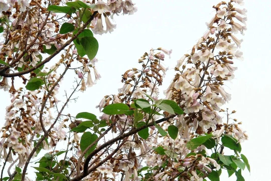 读懂“二十四节气”:关于清明节你了解多少