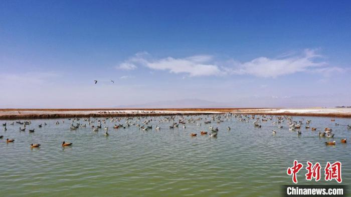 图为苏干湖畔呈现万鸟翔集的如诗如画景象。　别尔哈里 摄
