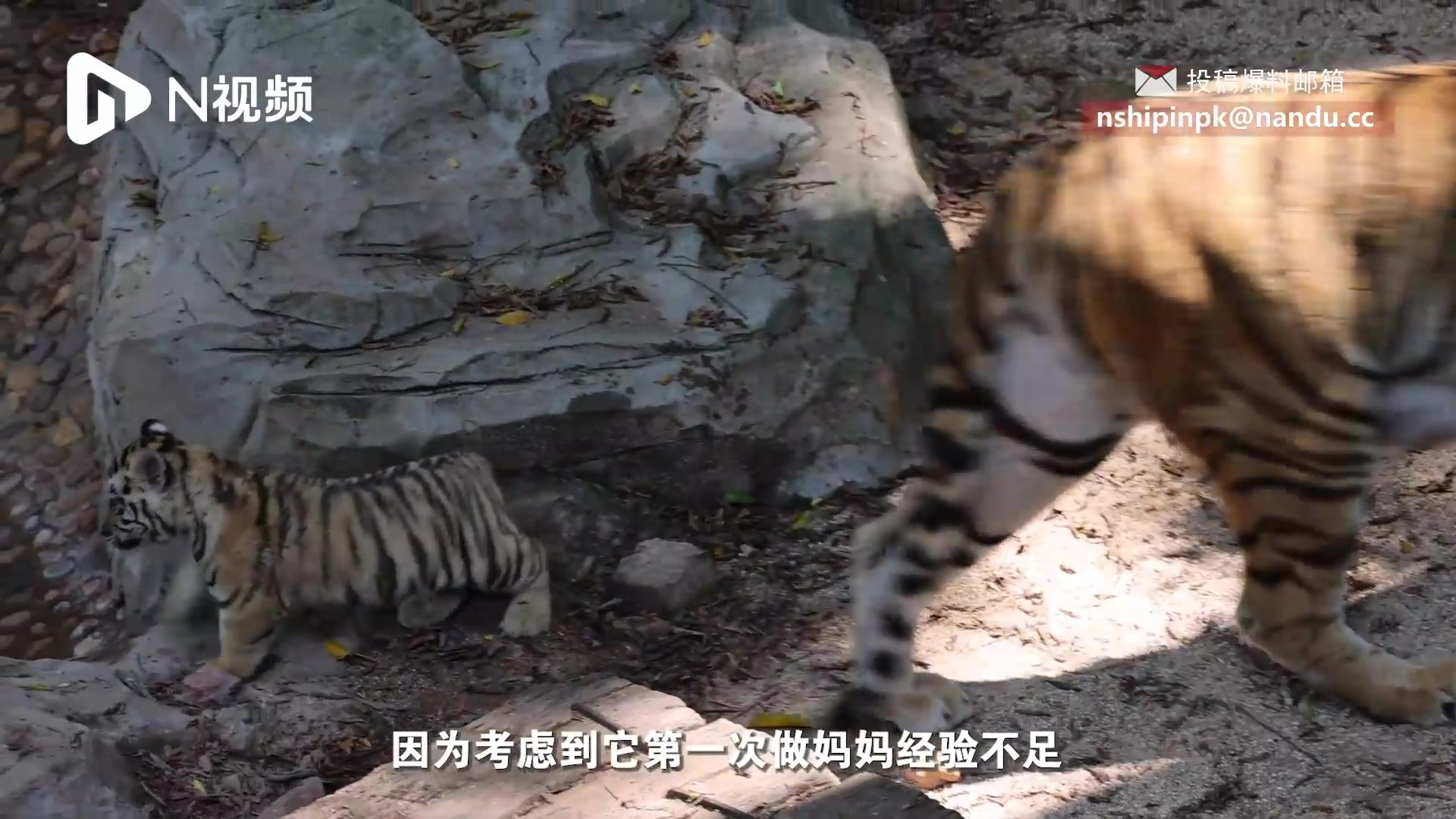 廣州一動物園孟加拉虎初為虎媽生五胞胎幼虎歡蹦亂跳惹人愛