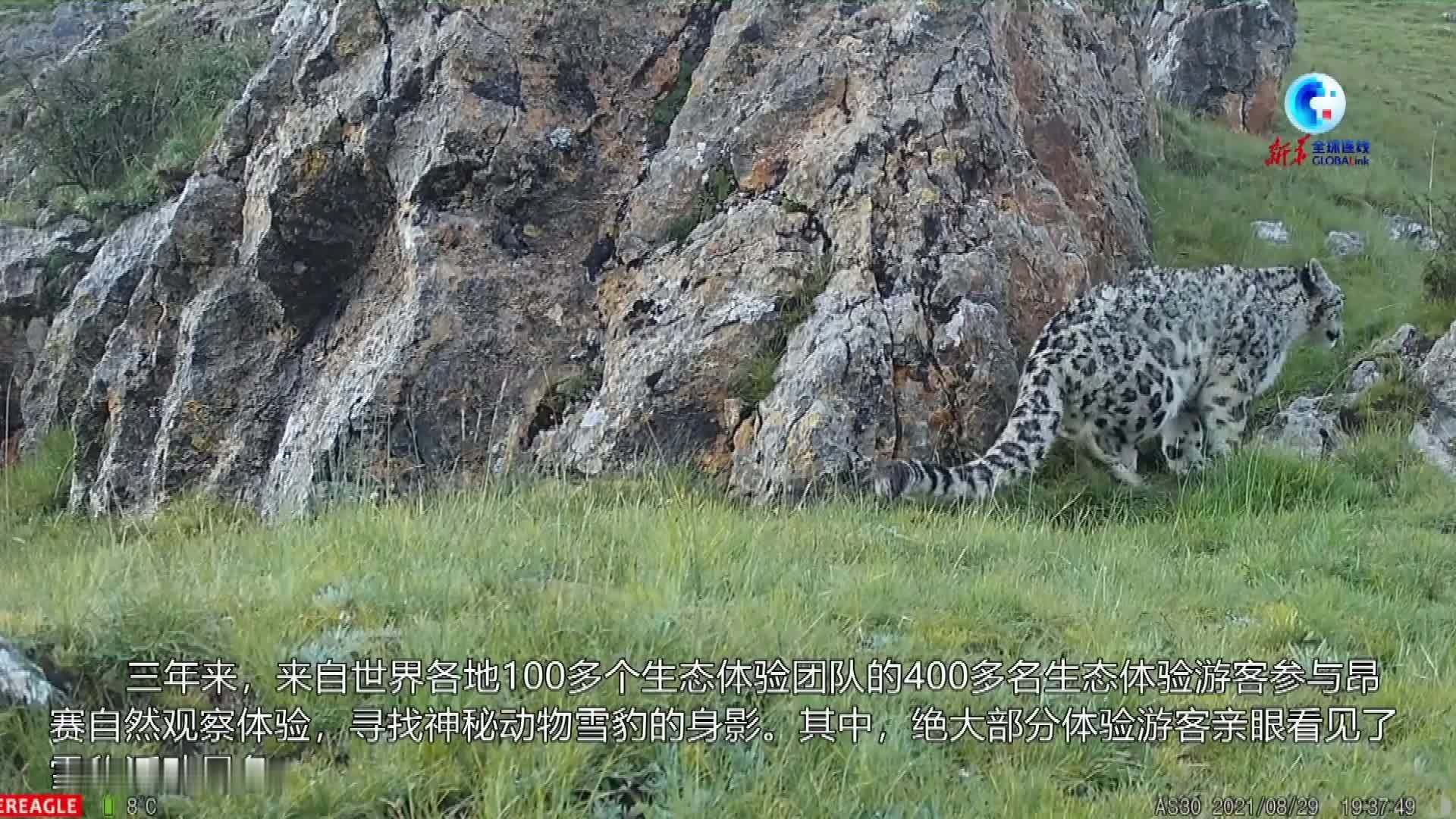 全球连线｜雪豹自然观察 相约三江源国家公园