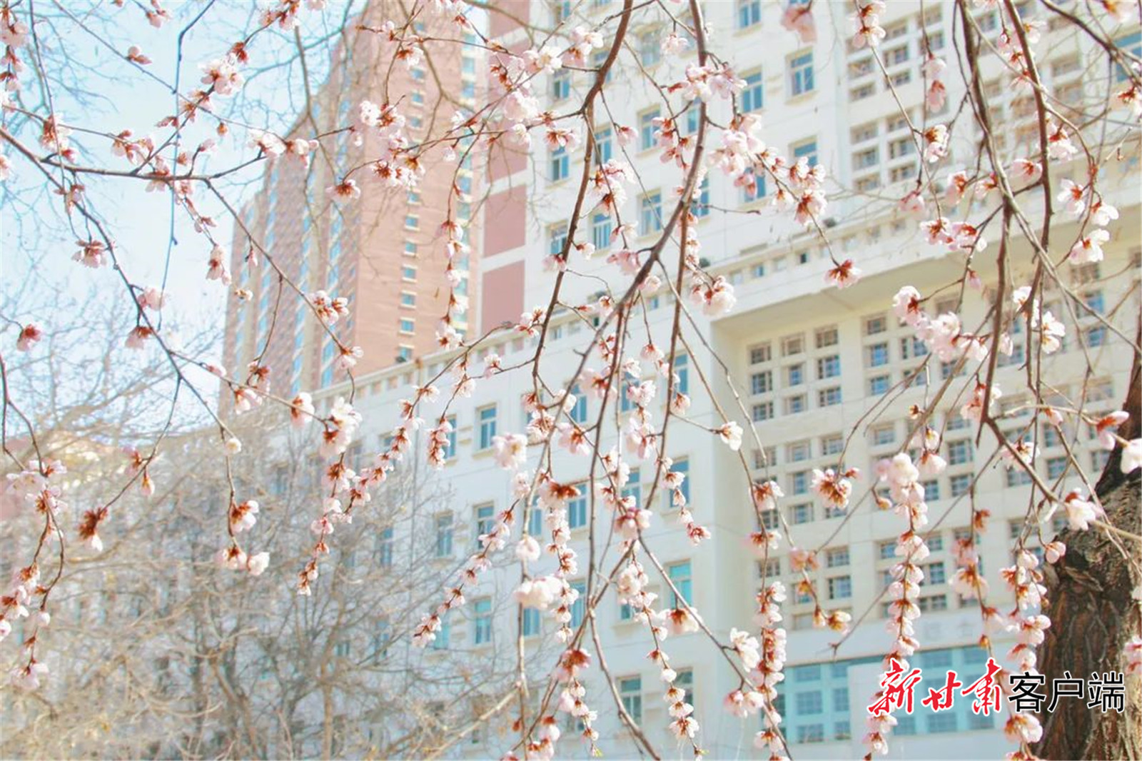与兰州理工大学一起,将春色揽入怀中.