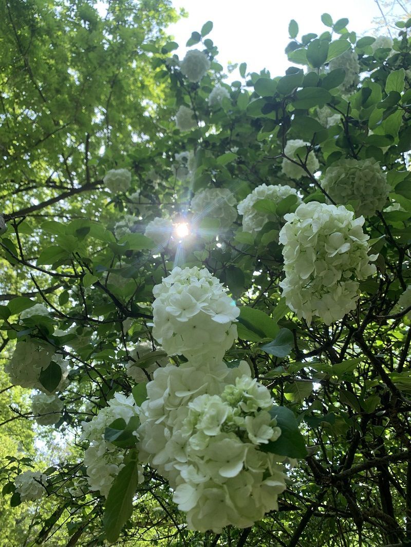 浪漫櫻花季還剩一週四月花旦接力綻放花開成海