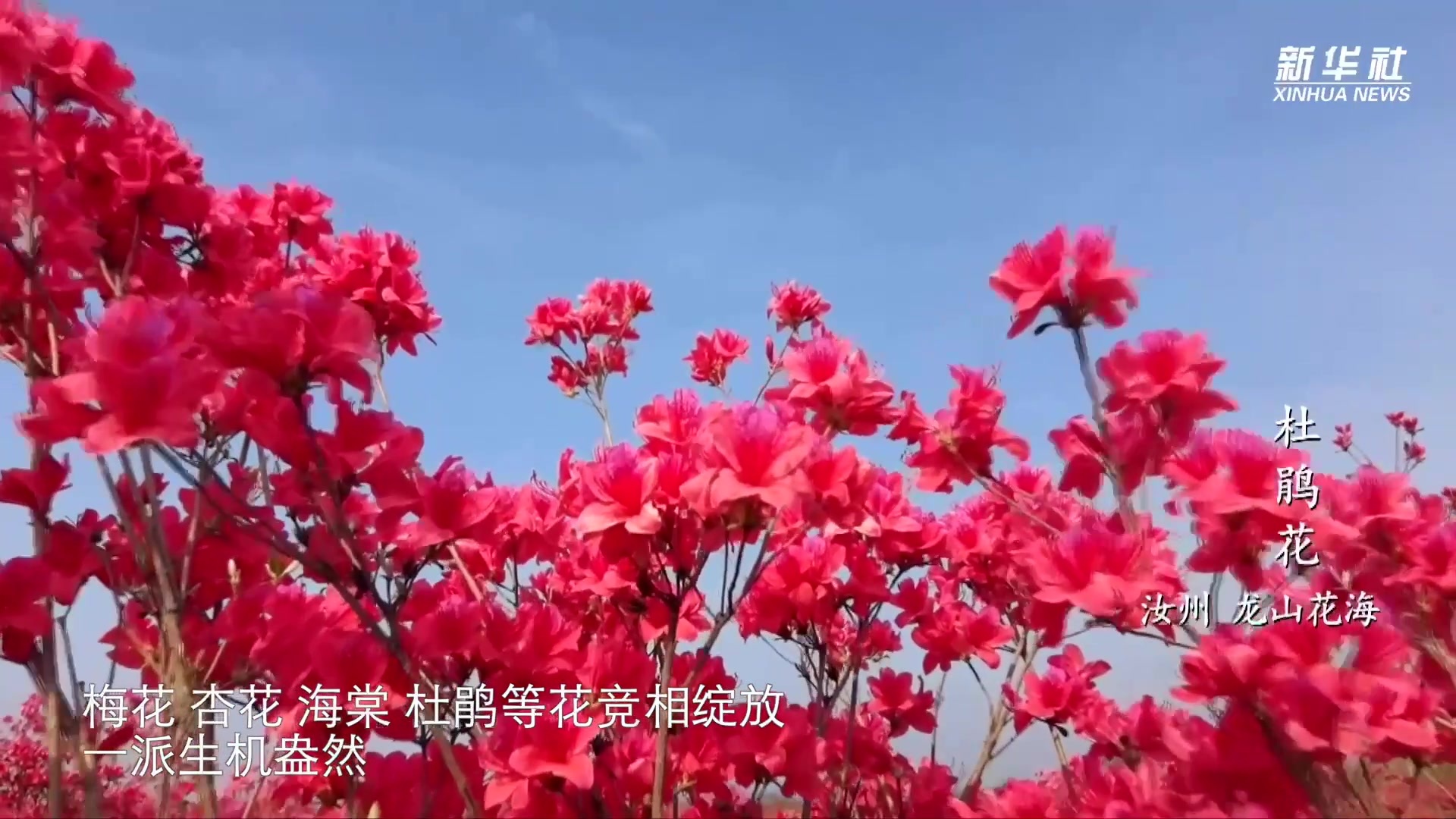 千城胜景｜春花烂漫映汝州