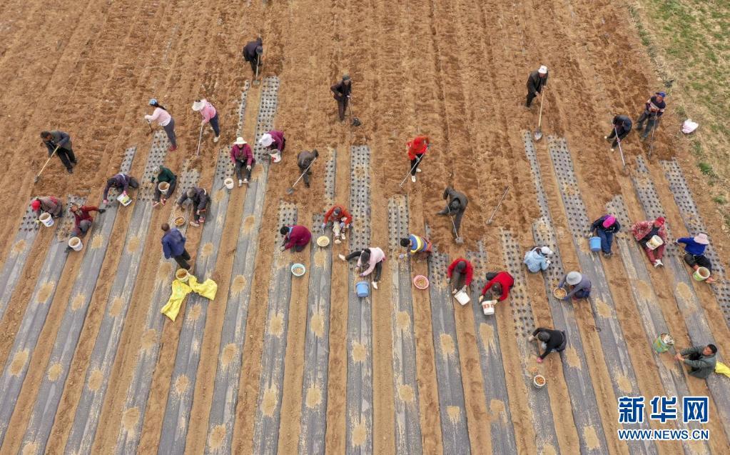 梨花风起正清明田间地头农事忙