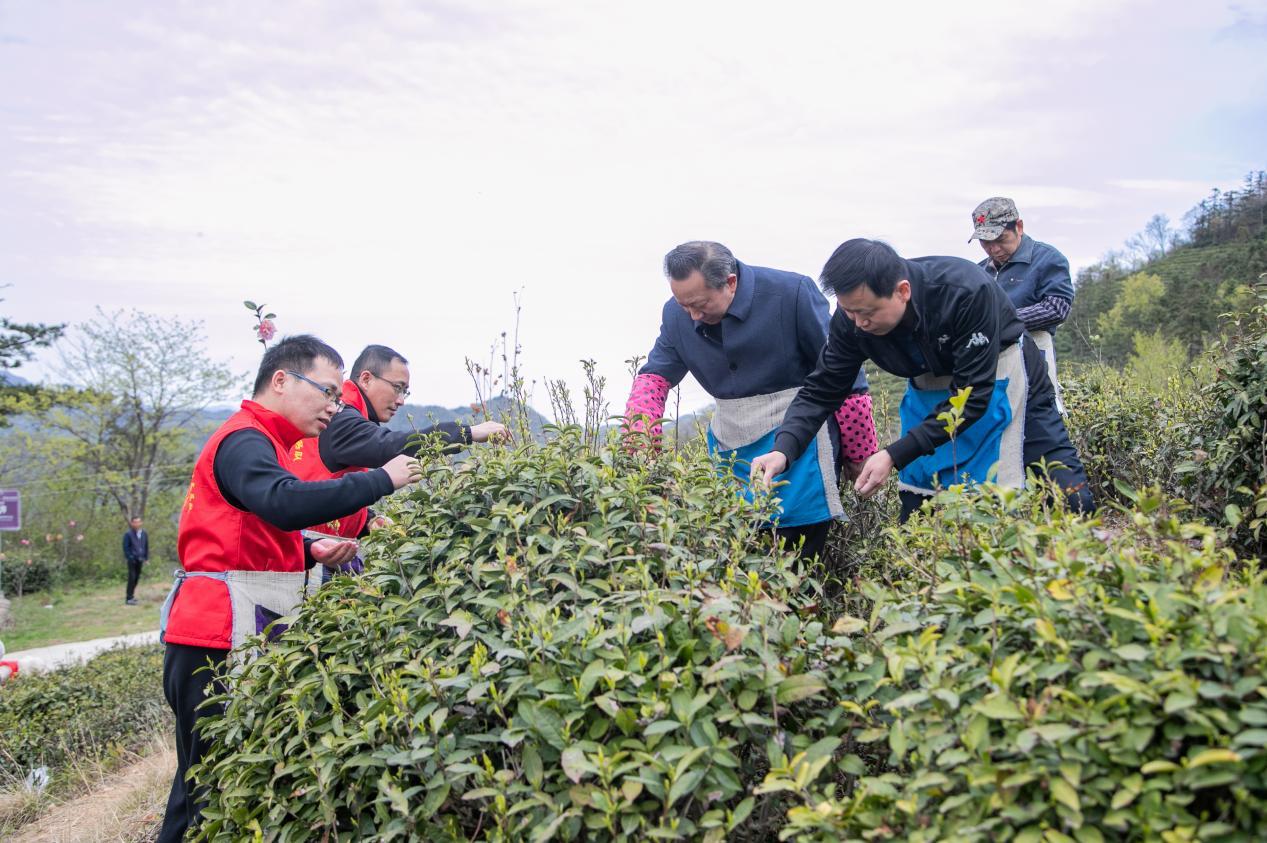 安徽桐城志願紅助農採茶緩解用工荒