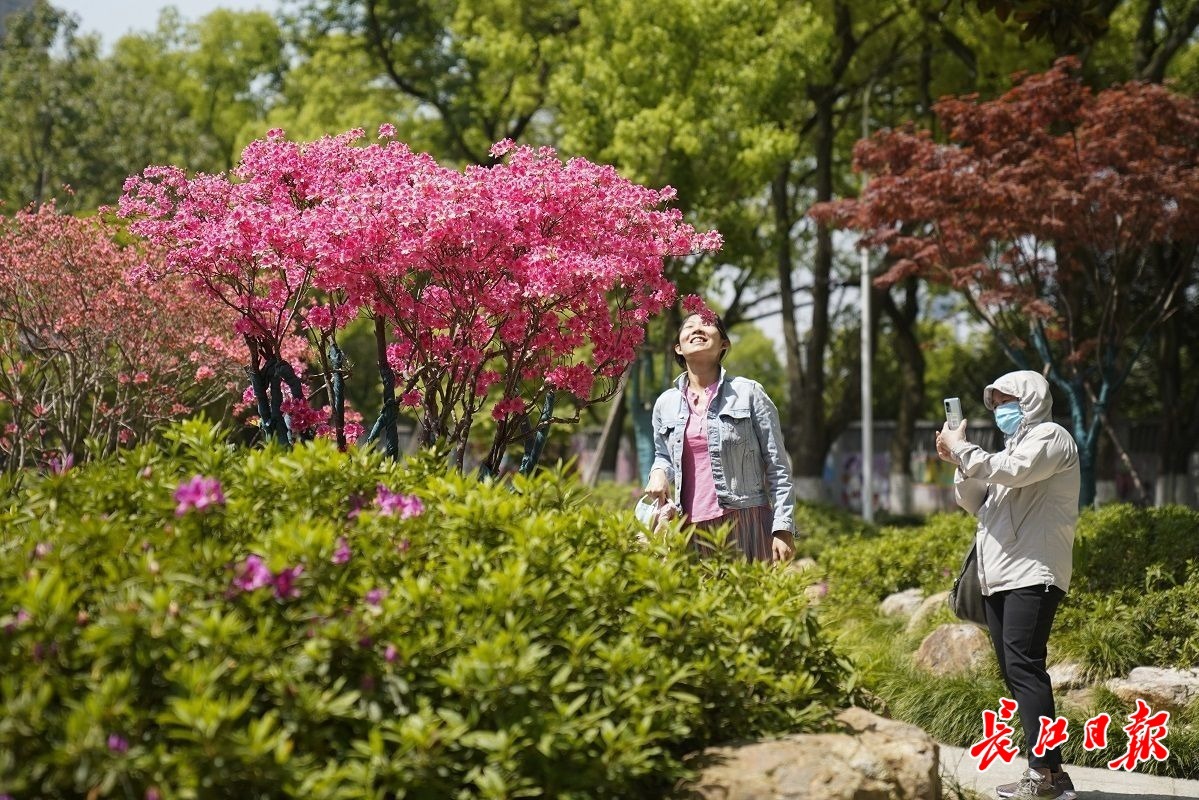 武漢龜山：擁抱人間四月天 杜鵑花兒紅艷艷（圖片）(圖1)