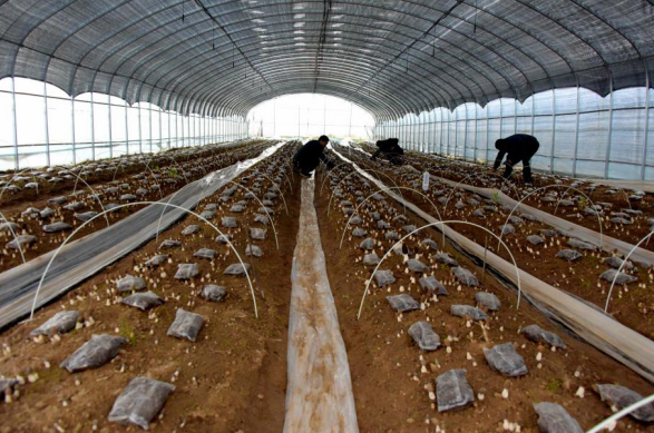 羊肚菌种植基地