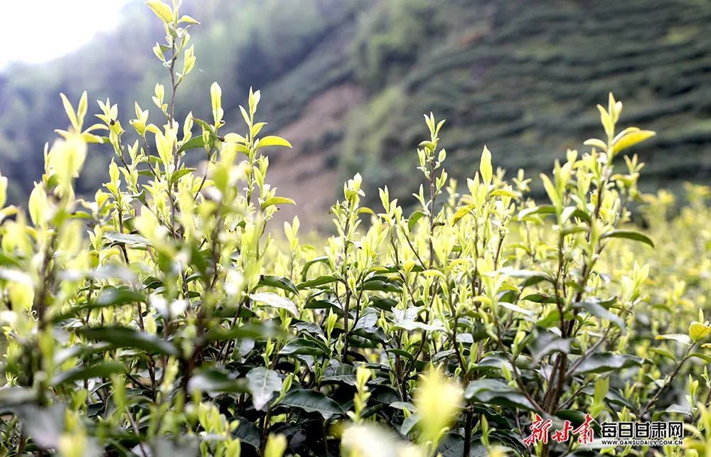 趁春光正盛，一起向美好出发吧