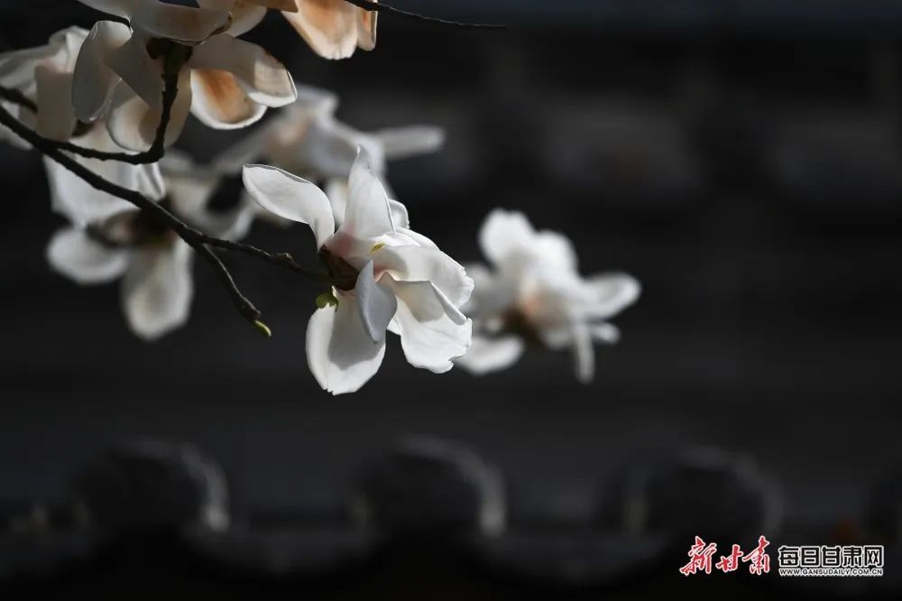 趁春光正盛，一起向美好出发吧